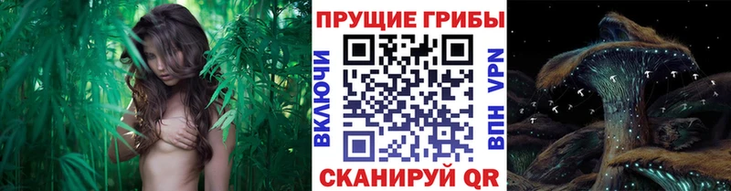 блэк спрут ТОР Учалы Псилоцибиновые грибы мицелий закладка